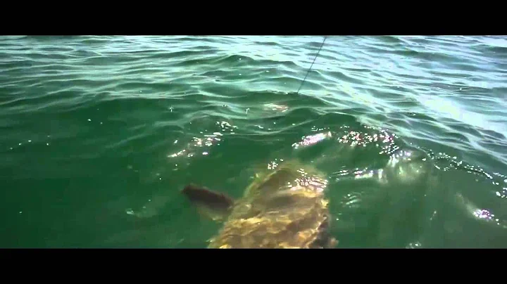 BEST GOLIATH GROUPER SLOW MOTION ATTACKS EVER