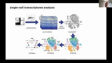 Keynote Speaker | Modeling cellular state and dynamics in single cell... - Fabian Theis - ECCB 2020