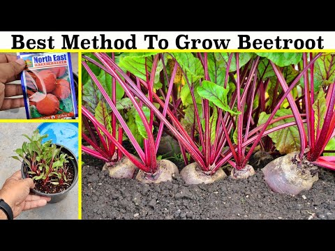 How To Grow Beetroot at Home (Seeds to