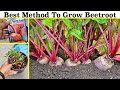 How To Grow Beetroot at Home (Seeds to Harvest)