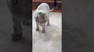Oyun saatlerini çok severiz 😍🫶 #badem #cat #kedi #kedivideoları #keşfet #kedivideoları #shorts