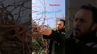 Grape tree pruning . تقليم العنب @Rawabina22 grape pruning shorts