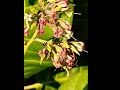 Cashew Inflorescence