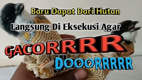 Beli burung Cendet/Pentet Bahan || Hasil pikatan dan Cara Perawatannya