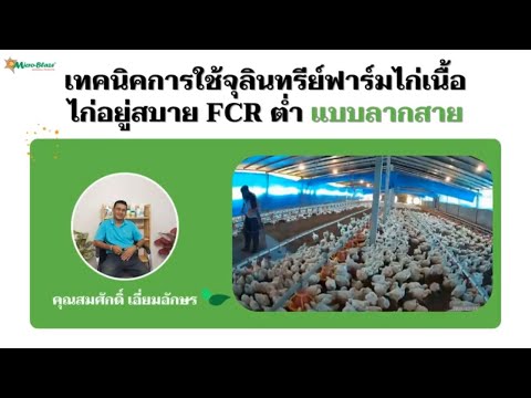 เทคนิคการใช้จุลินทรีย์ฟาร์มไก่เนื้อ ไก่อยู่สบาย FCR ต่ำ แบบลากสาย