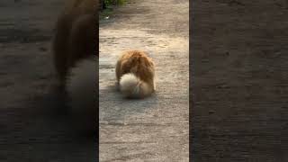 Download Lagu Kucing bulu tebal #animals #hewan #kucing #cat MP3 Download Lagu Kucing bulu tebal #animals #hewan #kucing #cat MP3