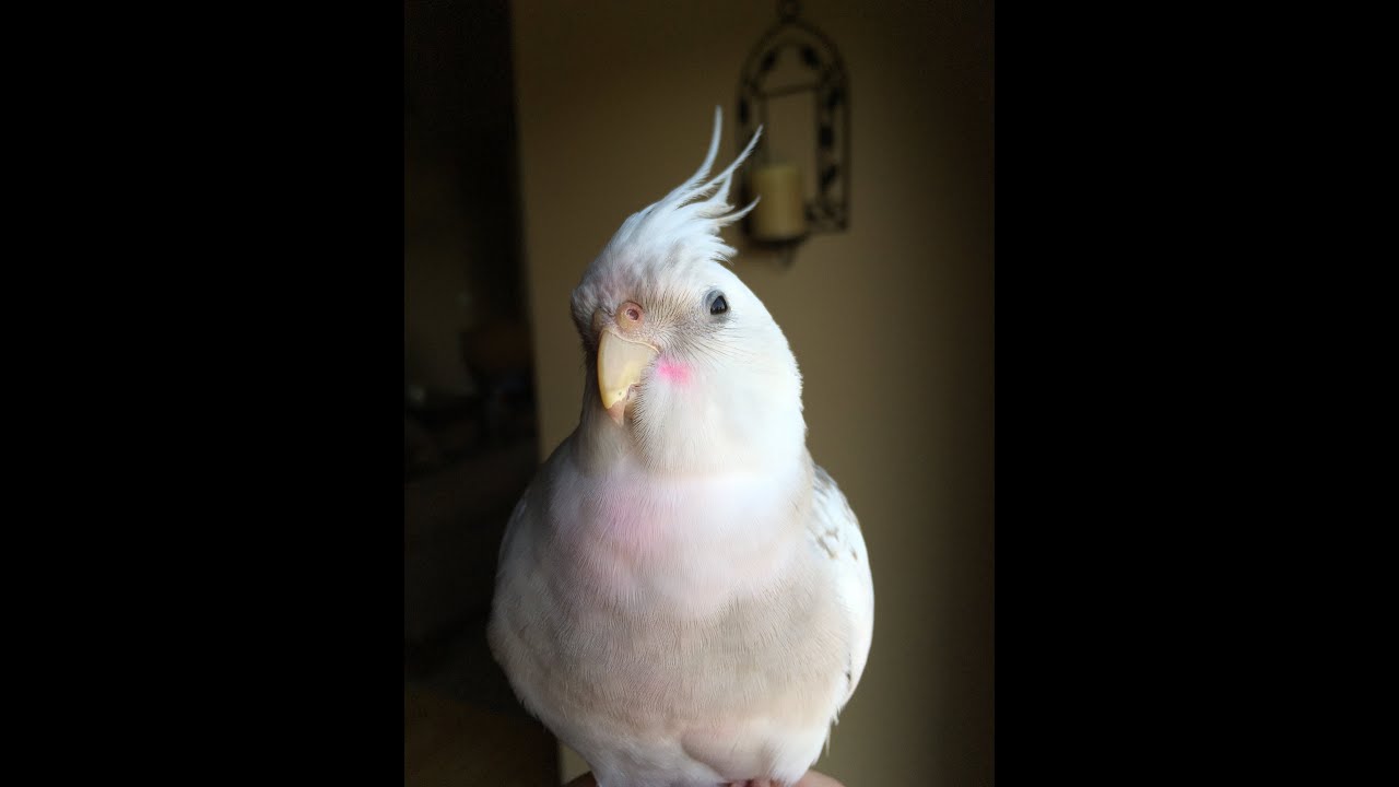 cockatiel pink