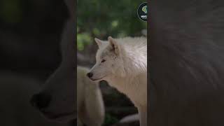 Lobo Ártico: El Fantasma de Cristal del Polo Norte #sabíasque #animales #datoscurisos #