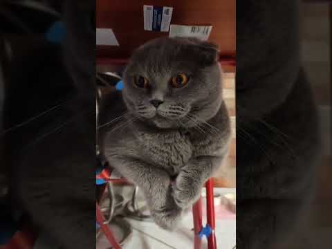 Если в доме живёт кот-это Прибалтика