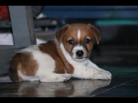 Video: Jack Russell Terrier, 30 Saatdan çox Evin Altında Qaldıqdan Sonra Xilas Edildi