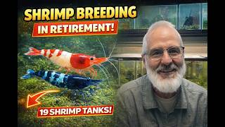 "Shrimp Breeding in Retirement: Relaxing with Ornamental Shrimp | Inspired Retirement with JC"