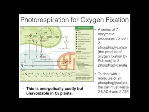 Video: Tijdens fotorespiratie bindt rubisco met?