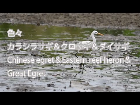 【色々】カラシラサギ＆クロサギ＆ダイサギ Chinese egret＆Eastern reef heron＆Great Egret