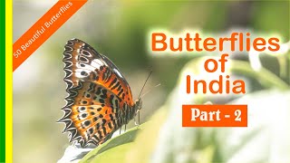 Download Lagu Butterflies of India - Part 2 (Natural Sounds) (HD Quality) MP3