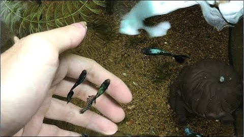 Hé lộ bí kíp thần kỳ giúp nước bể cá trong vắt không cần dùng lọc