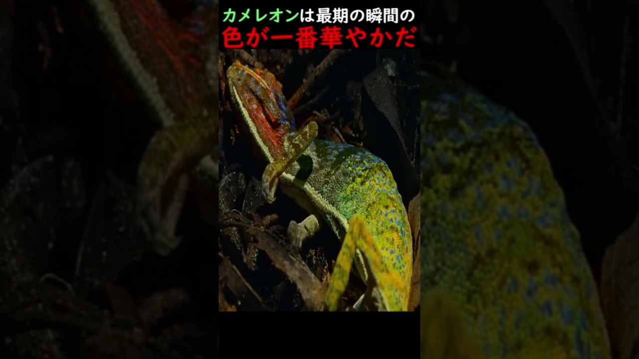 A Chameleon's Final Moments Are Its Most Vibrant - YouTube