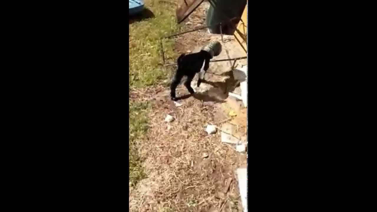 youtube capture iphone Goober the Baby Goat Gets Stuck