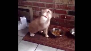 Head Banging Cat