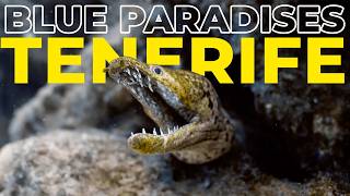 Diving TENERIFE - Spain - Underwater Video 4K - BLUE PARADISES (S03)
