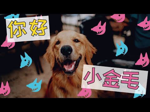 新手养金毛犬: 这些问题一定要注意！新手必看！最全!! 喜歡金毛的必看!