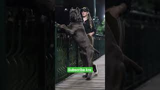 #*cane corso dog *friendly dog *House guard dog * trend dog *dog shorts *dog viral video *