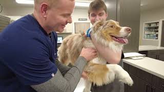 Best of The Bluegrass - Dr. Smith talks about what we do at Richmond Road Veterinary Clinic