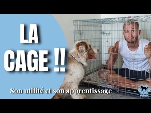 Vidéo: Pouvez-vous élever un chiot sans caisse?