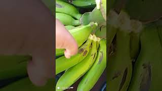 Bananas for cooking matoke , MercyNguku The World Explorer 🇲🇾🇺🇸🌎 #kenyaroads