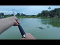 Thailand Fishing Shorts- Chalong Fishing Park Phuket: Chao Praya Catfish