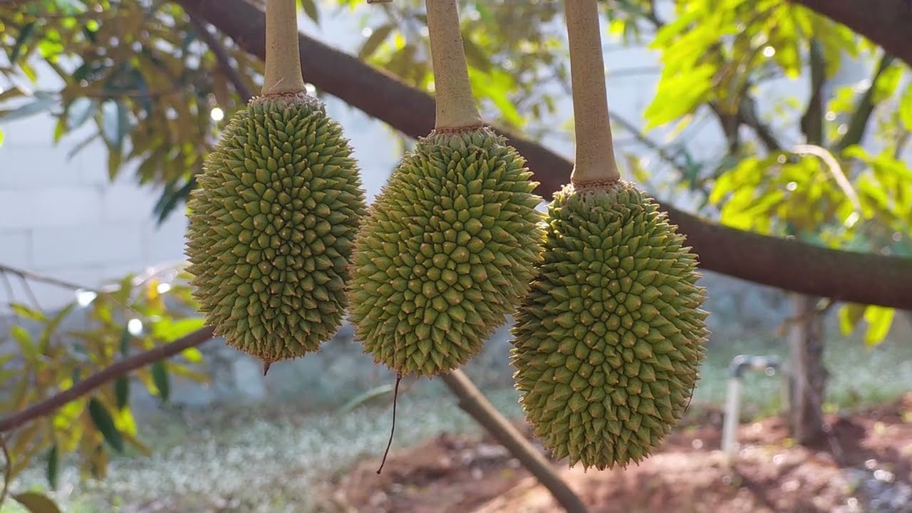 KEBUN DURIAN 3 TAHUN 8 BULAN
