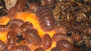 Armadillo officinalis ‘Orange Crush’ Isopod Care Guide