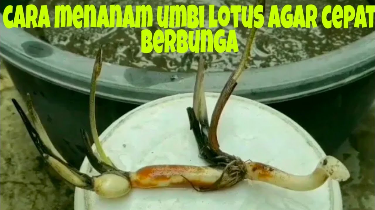 Cara menanam umbi lotus yang benar agar cepat berbunga dan tumbuh sehat