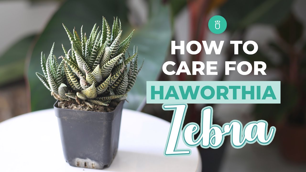 How to care for Haworthia Zebra | Tips for growing Haworthia Succulent