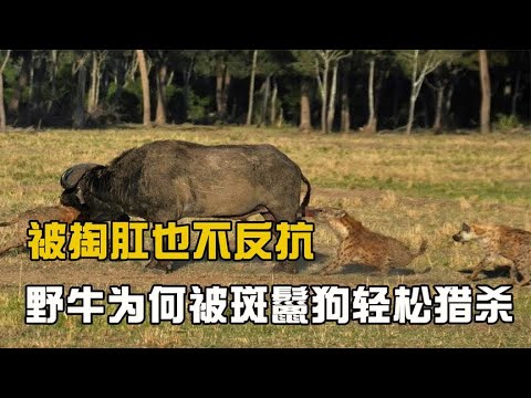 被“掏肛”也不反抗？重达千斤的野牛，为何被斑鬣狗轻松猎杀？