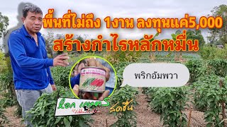 ปลูกพริกสายพันธุ์นี้ ลงทุนไม่เยอะแต่กำไรสุดยอด |เอก เกษตรสดชื่น