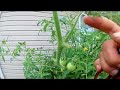 grow 12ft tomato plants part 1