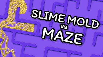Simulating SLIME MOLD Solving a Maze!
