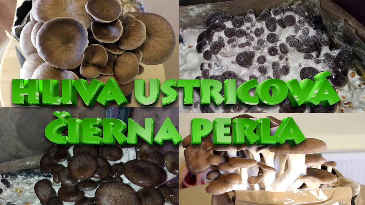 Pleurotus Ostreatus (Black Pearl) - Mycelinarium