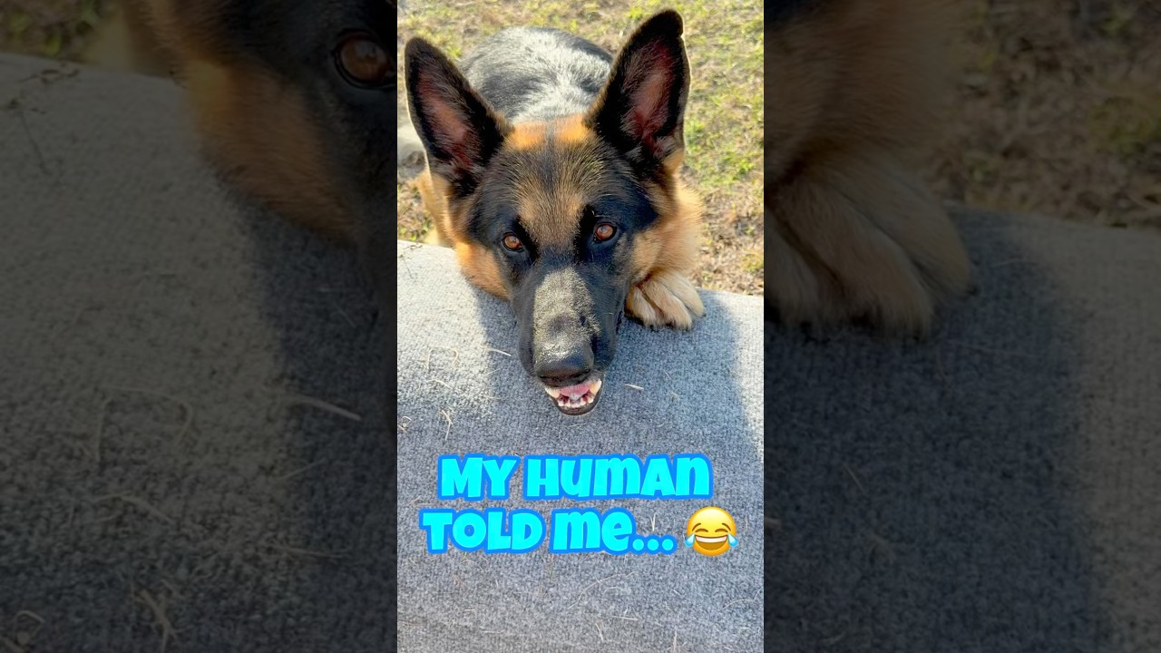 German Shepherd POV | “My Human Once Told Me” Funny Dog Short (Dog Humor, Dog POV)