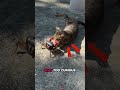 Wild Animal Encounters That Turned Into Pure Chaos 🐾🔥#animals #wildlife
