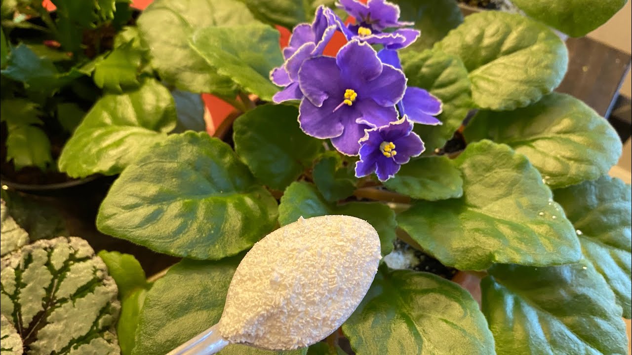 ŞOK‼️Sadece 1 kaşık verdim 1 gecede tomurcuklar patladı , çiçek açtı‼️Muhteşem organik gübre ‼️