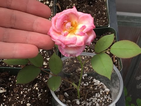 Video: Terry Mallow (29 Bilder): Funktioner I Fleråriga Blommor, Regler För Odling Av En Stamros Från Frön, Nyanser Av Plantering Och Vård