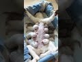 お乳を飲む子猫たち #Shorts