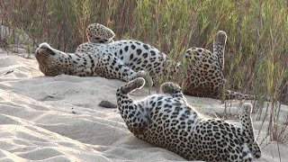 Big Cats Mating