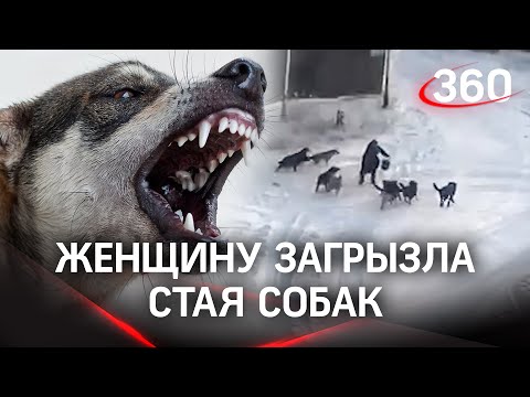 Якутск зачищают от собак. 15 убойных бригад вышли на улицы, накануне стая загрызла женщину насмерть