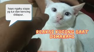 Funny cats | cat reactions when scolded