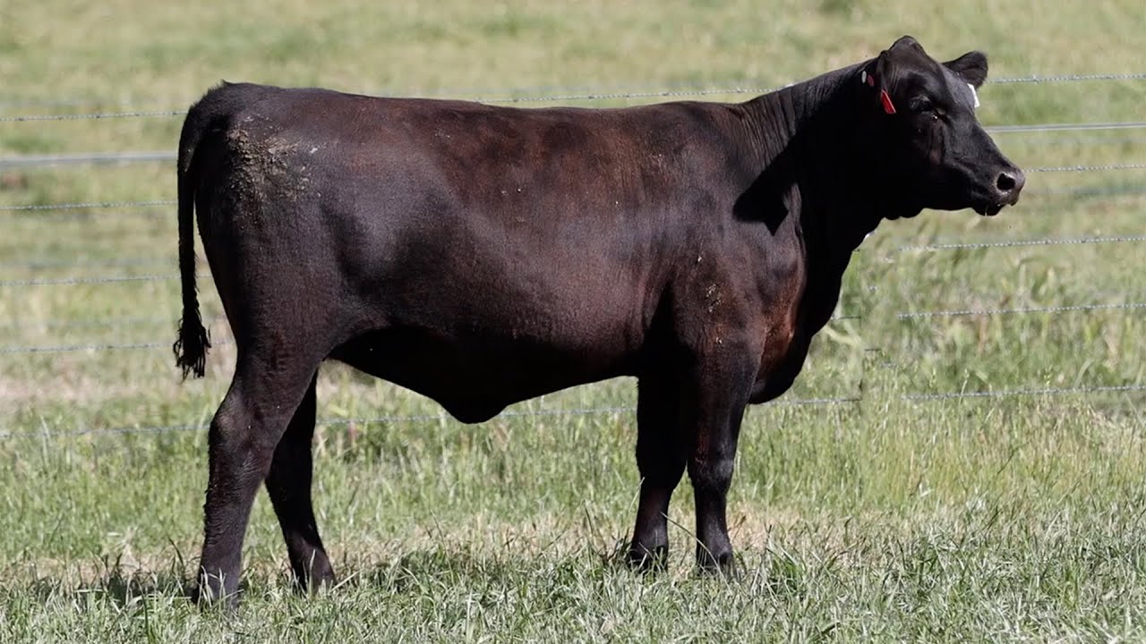 Lot 104 NZC22T174 KO Angus Heart of the Herd Female Sale 2023 - YouTube