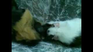 Cobayas Abyssinia - Dos Cobayas Se Conocen