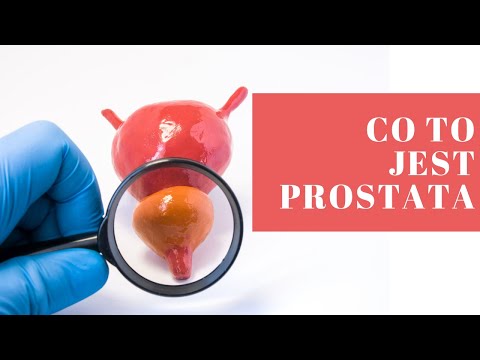 Co to jest prostata? Budowa i funkcja gruczołu krokowego u mężczyzny  URO - PORTAL #2