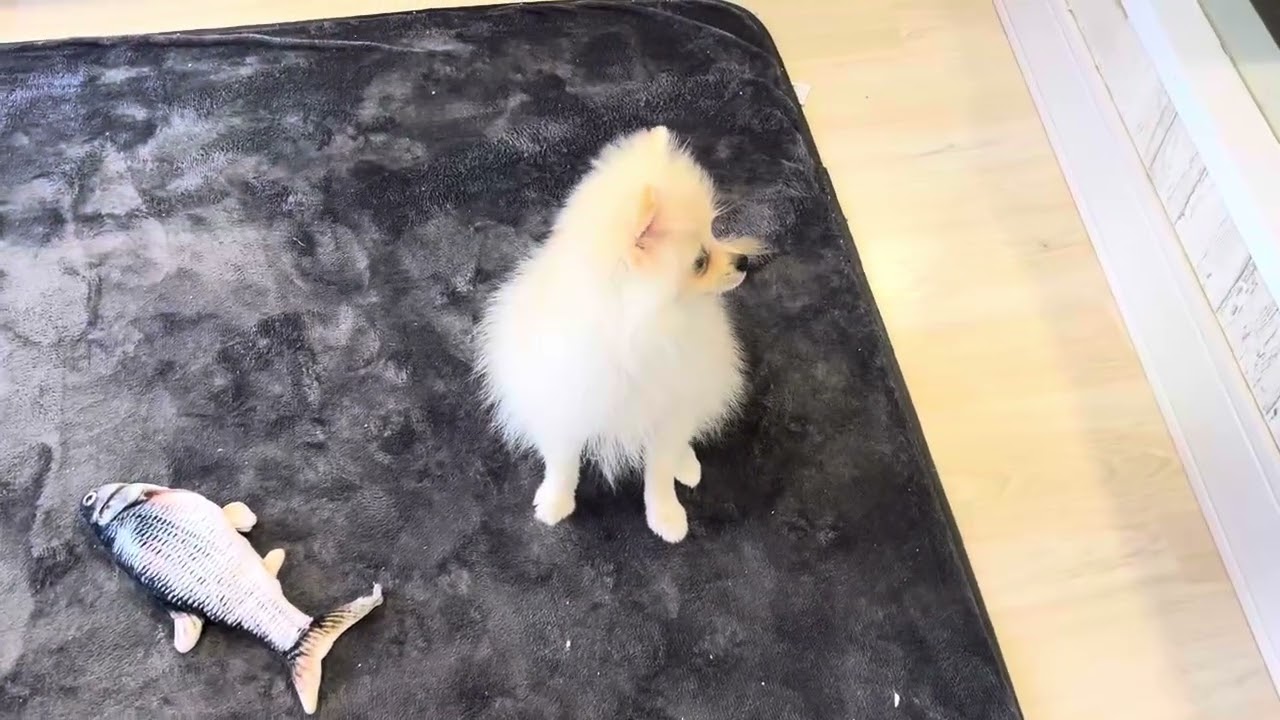 62083 ポメラニアン - YouTube